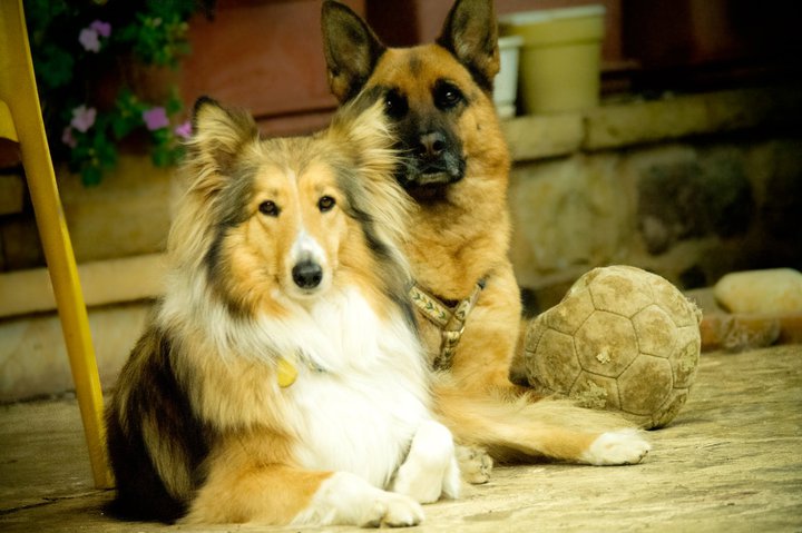 Ace and Yamcha, the Anime pair.